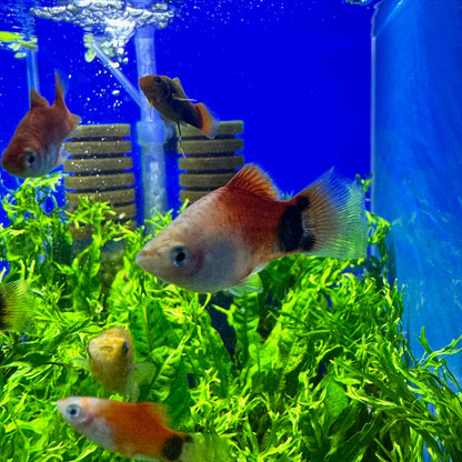 Platys monkey