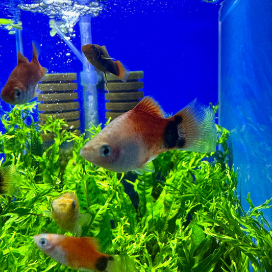 Platys monkey