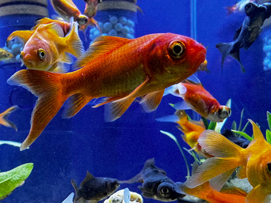 Goldfish