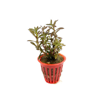 Limnophila aromatica "mini"