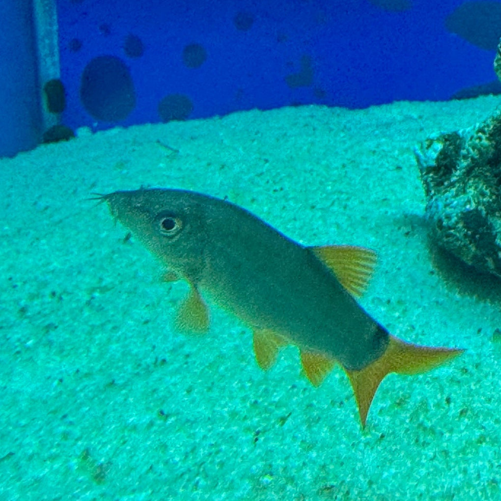 Modesta