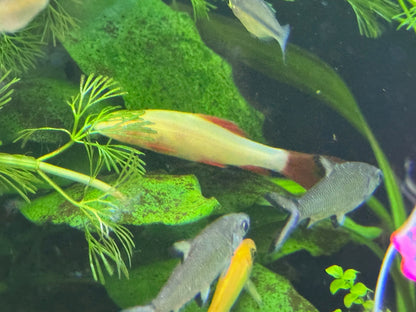 Labeo albino