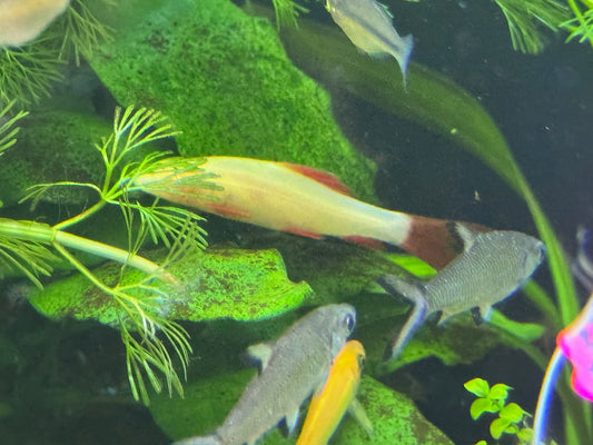 Labeo albino