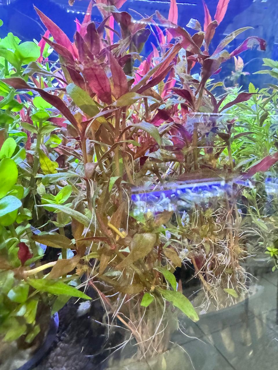 Alternanthera reineckii Rosaefolia