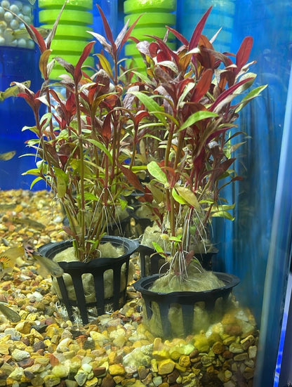 Alternanthera reineckii mini