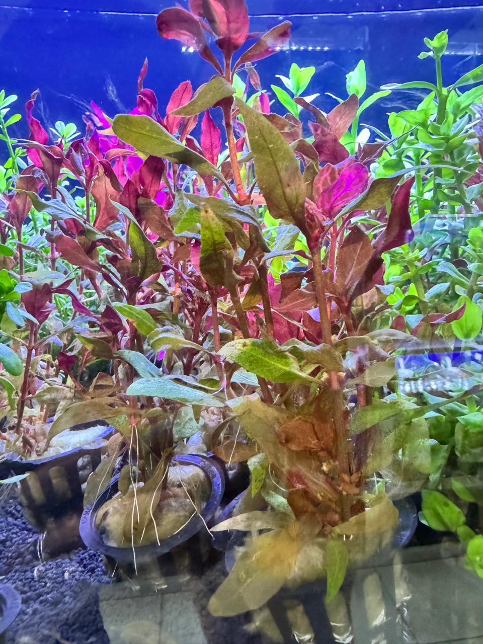 Alternanthera reineckii rosanervig