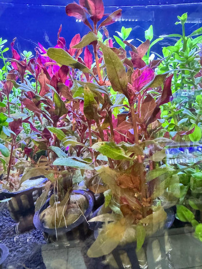 Alternanthera reineckii rosanervig