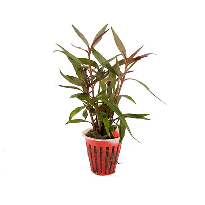 Alternanthera reineckii Rosaefolia