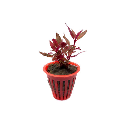 Alternanthera reineckii rosanervig