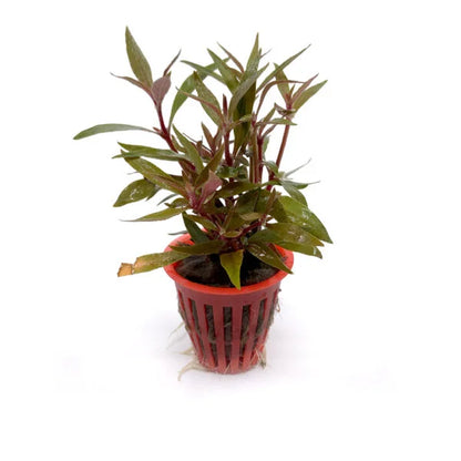 Alternanthera reineckii mini