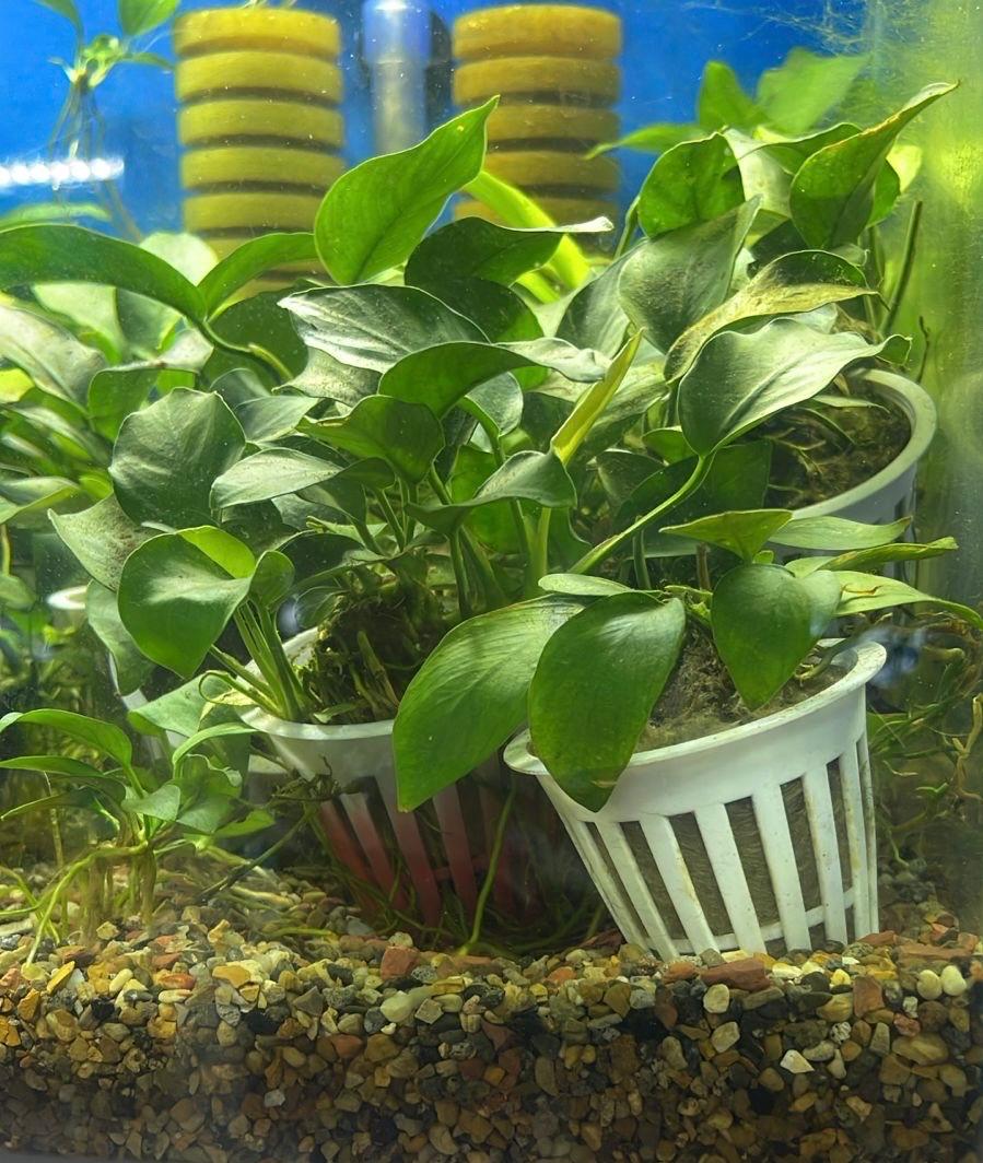 Anubia barteri nana