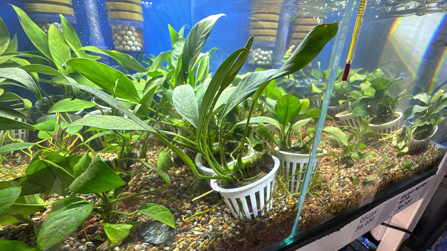 Anubia barteri var. Angustifolia