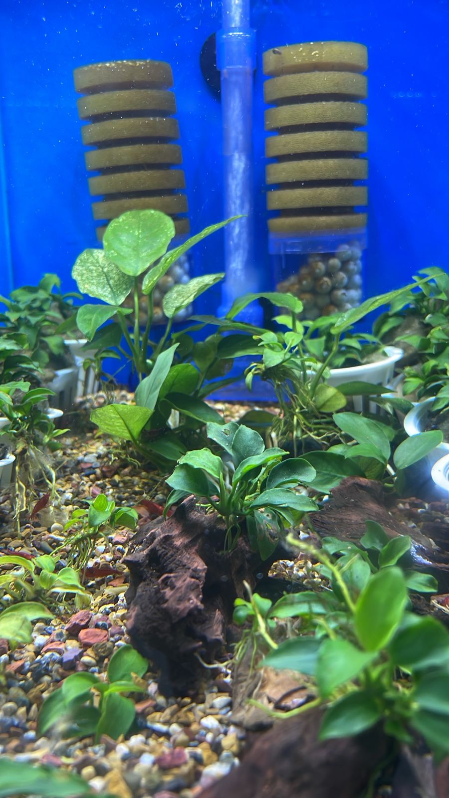 Anubia barteri var. Petit