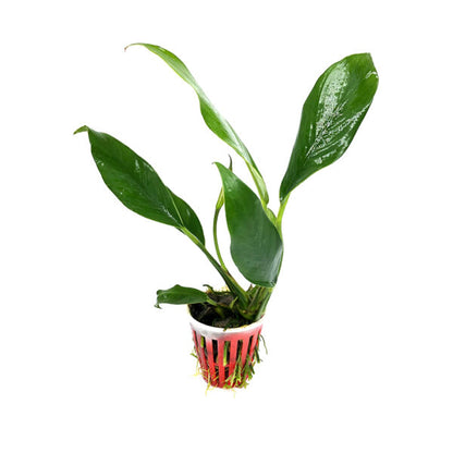 Anubia barteri var. Angustifolia