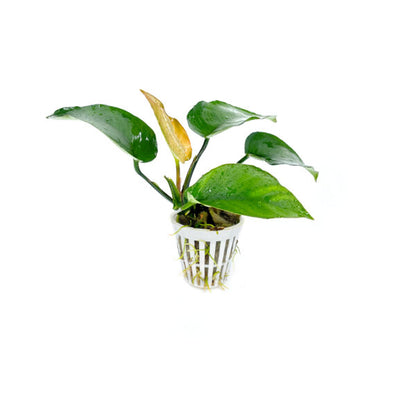 Anubia barteri var. Barteri