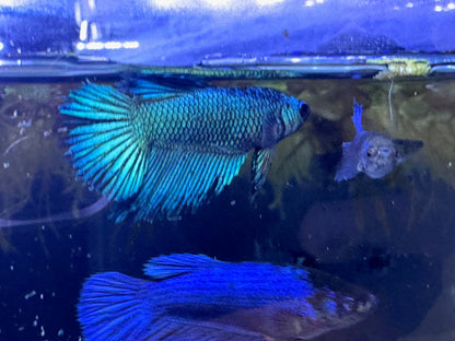 Betta macho crontail