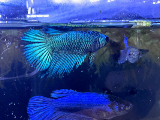 Betta macho crontail
