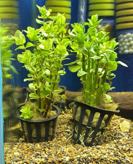 Bacopa caroliniana