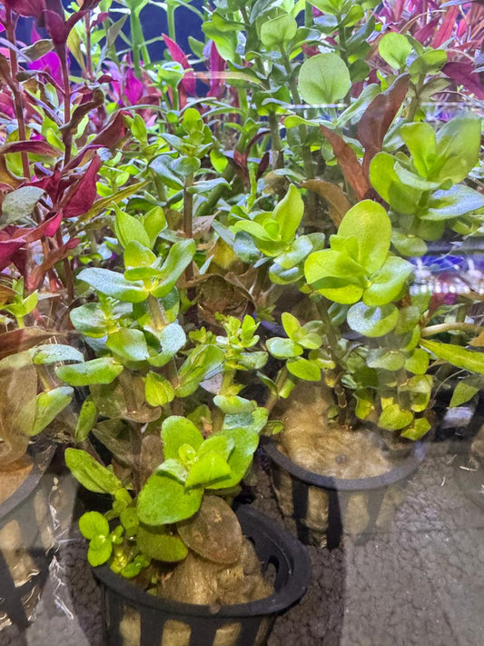 Bacopa madagascar