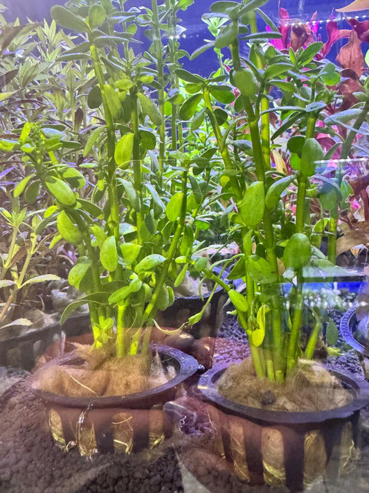 Bacopa monnieri