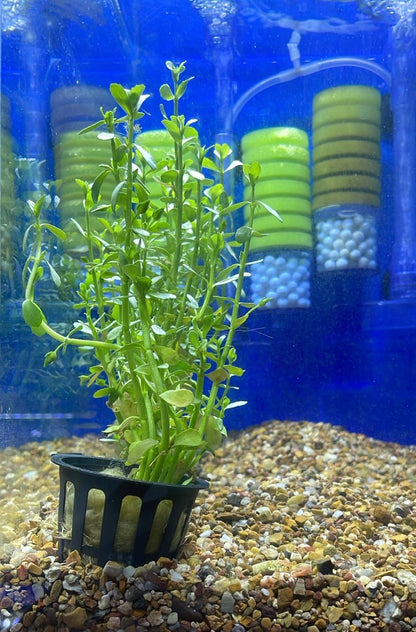 Bacopa monnieri variegated