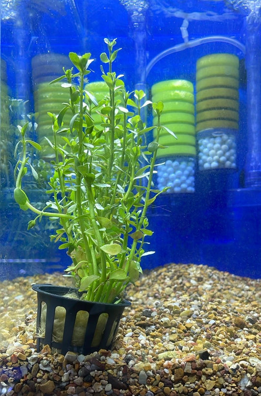 Bacopa monnieri variegated