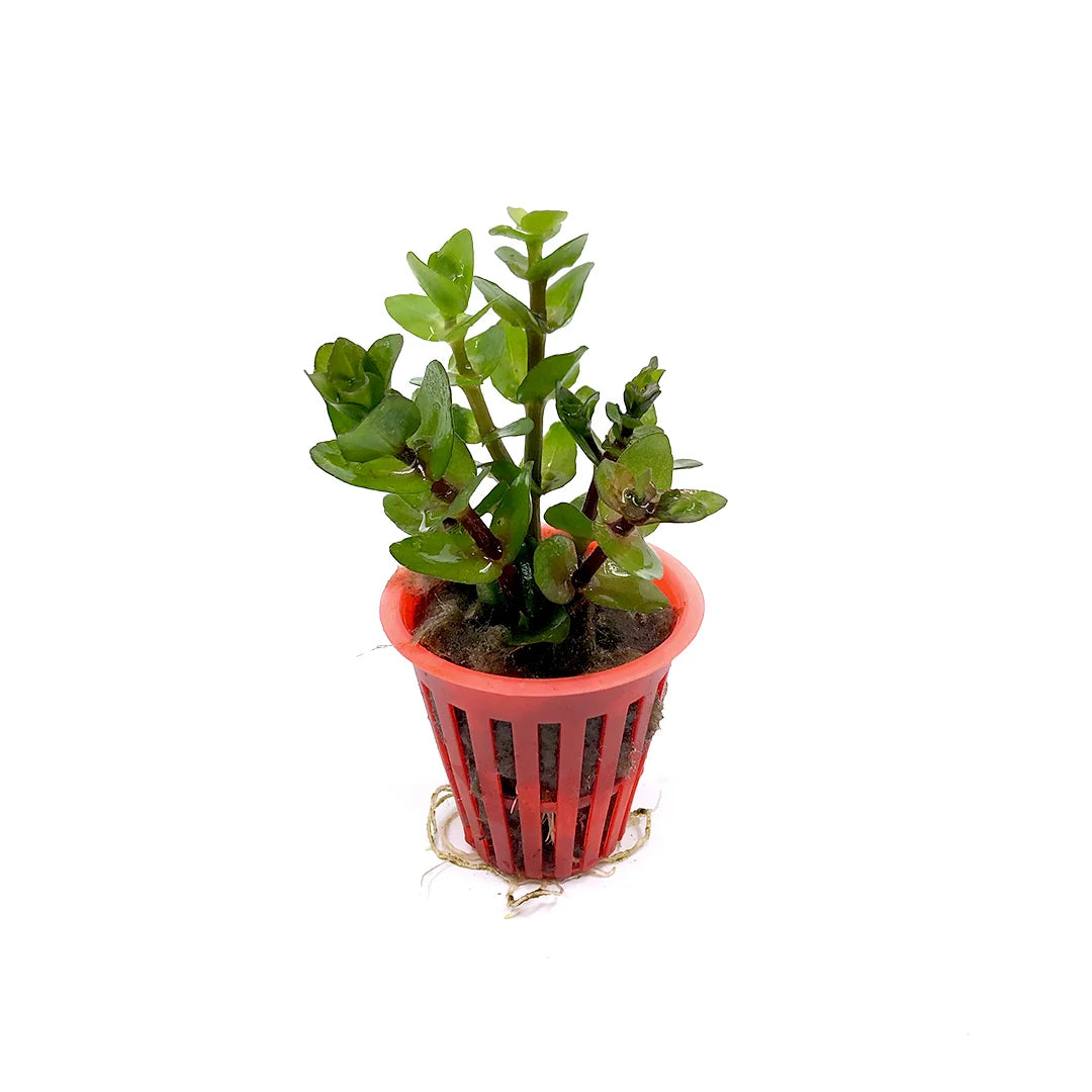 Bacopa caroliniana