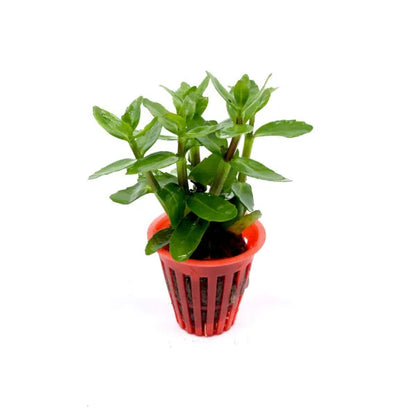 Bacopa madagascar