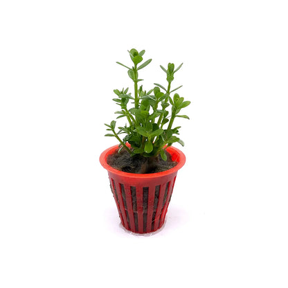 Bacopa monnieri variegated