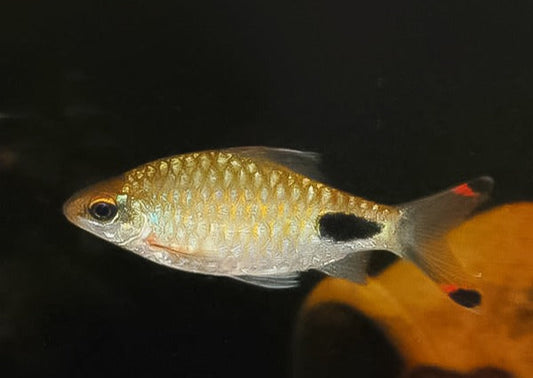 Barbus filamentoso arulios