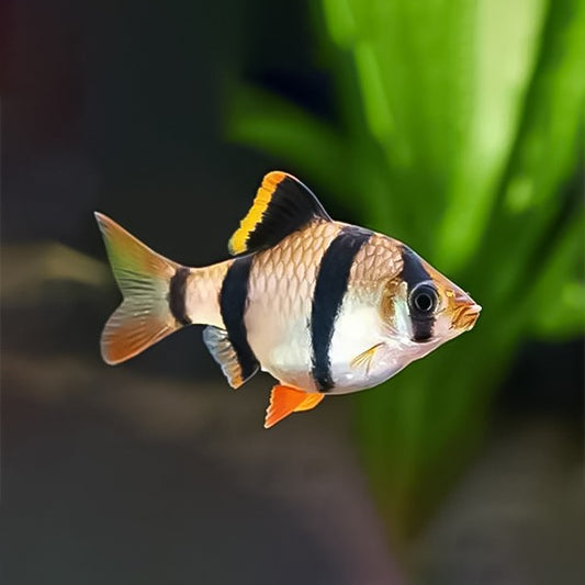 Barbo tigre Sumatrama o pollo comun