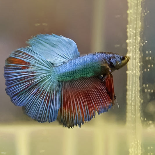 Betta hembra