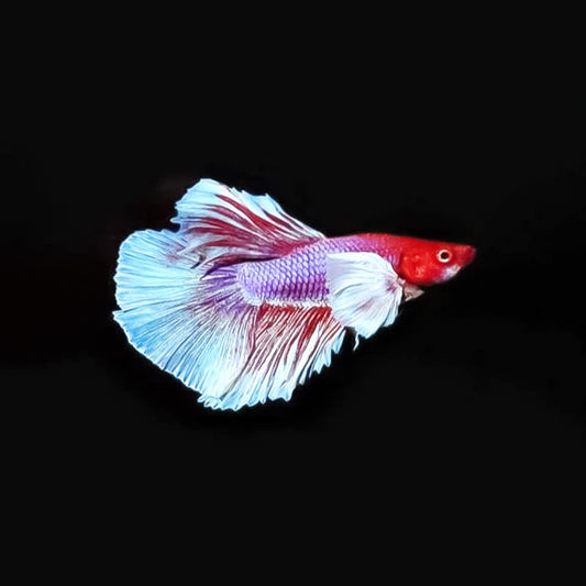 Betta hembra dumbo