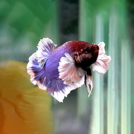 Betta macho dumbo