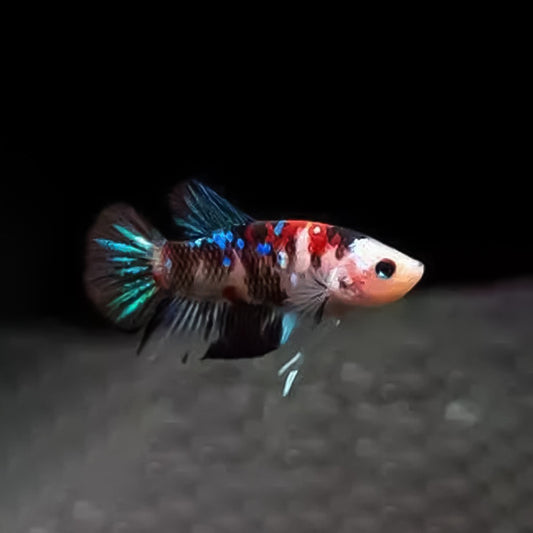Betta hembra koi