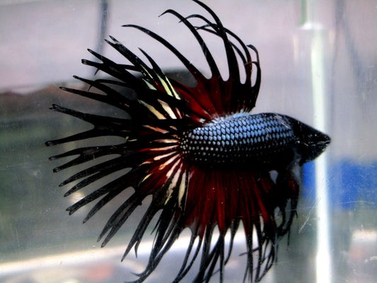 Betta macho crontail