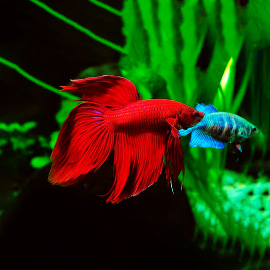 Betta macho delta
