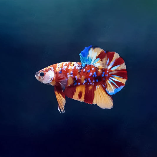 Betta macho koi