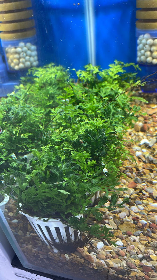 Bolbitis heteroclita difformis (mini helecho)
