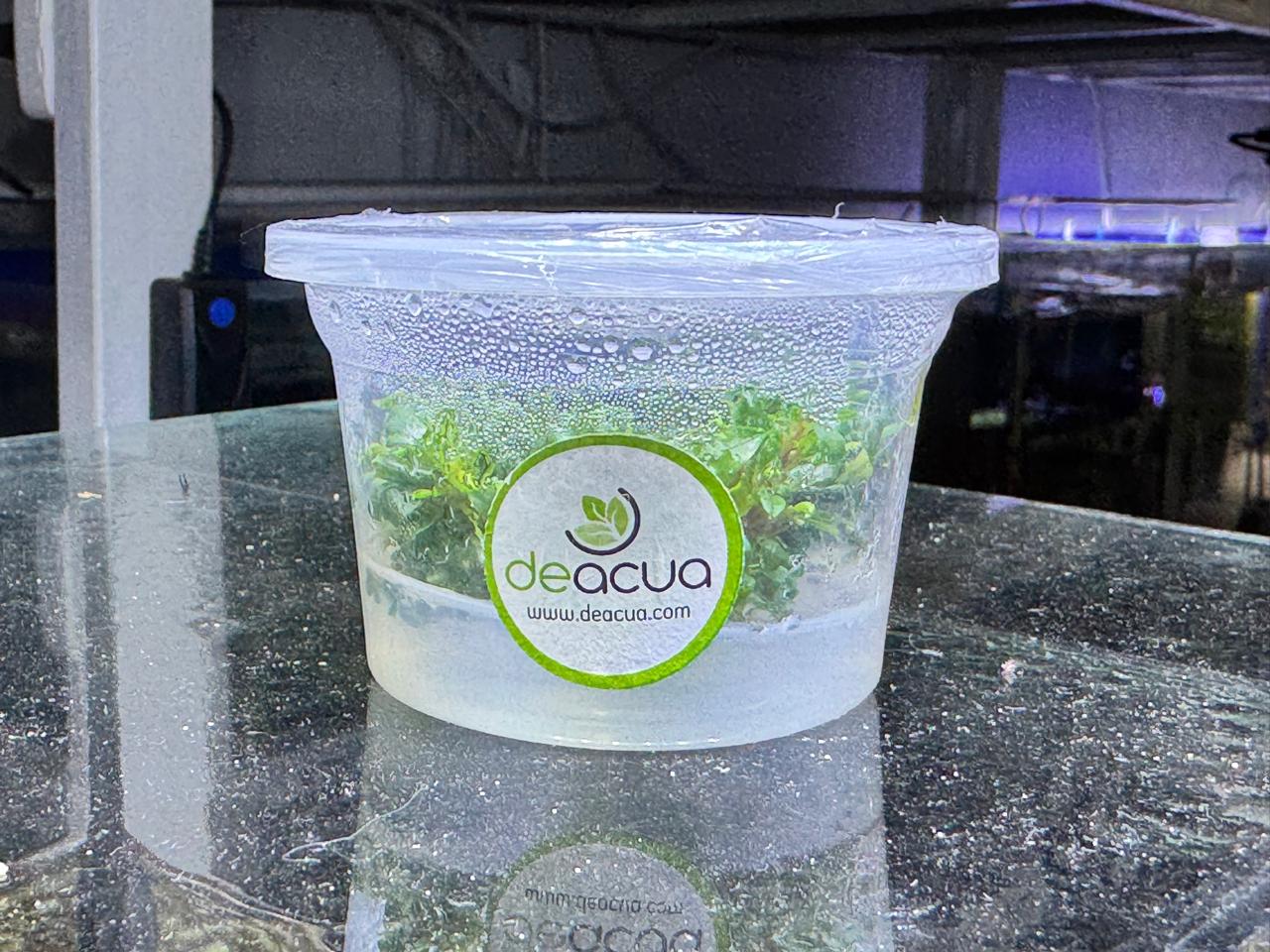 Bucephalandra red phanton (In vitro)