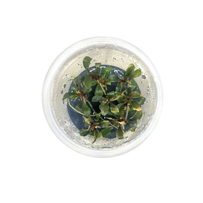 Bucephalandra red phanton (In vitro)