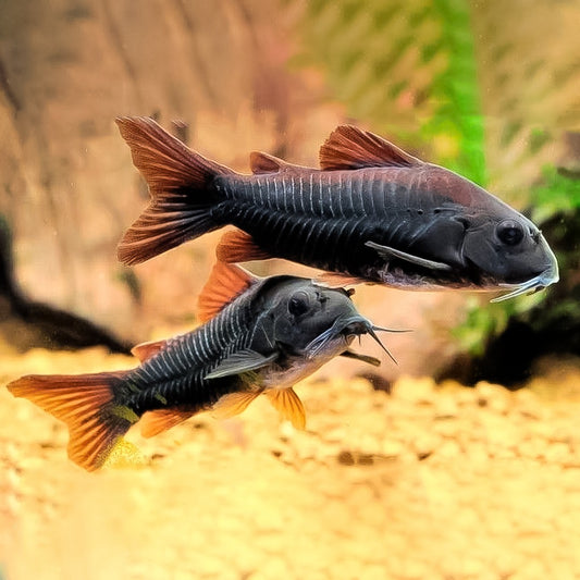 Corydora black Venezuela