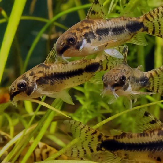 Corydora hibrosus o corydora enana