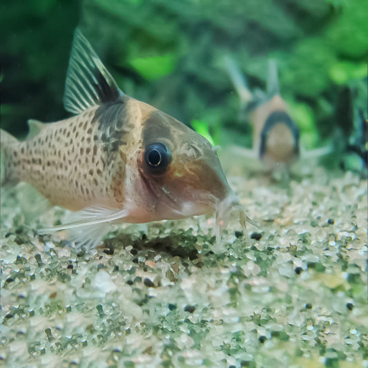 Corydora melanistius