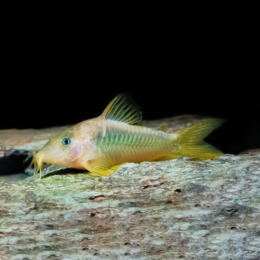 Corydoras verde amarilla