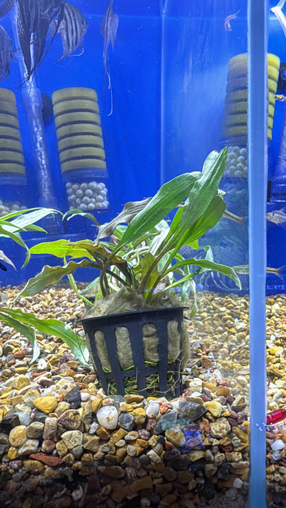 Cryptocoryne albida