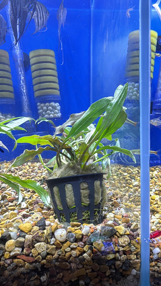 Cryptocoryne albida