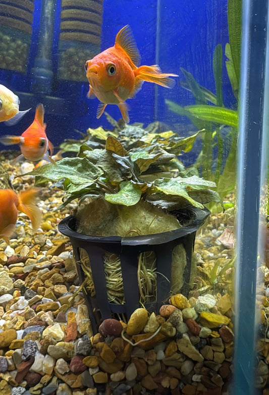 Cryptocoryne becketii