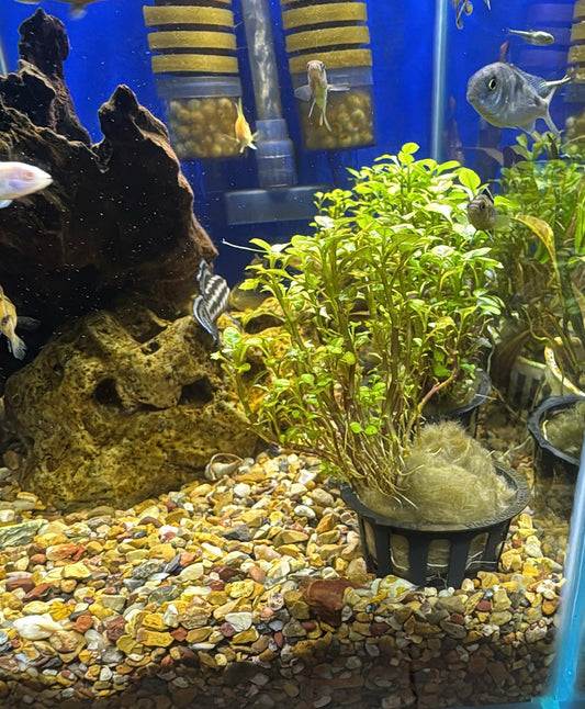 Cryptocoryne petchii