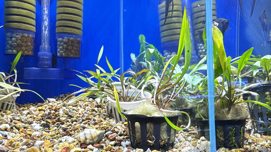 Cryptocoryne spirales "tiger"